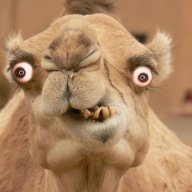 Helloguy