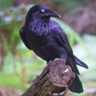 Crowdo