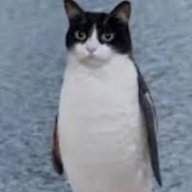 fuyuzi