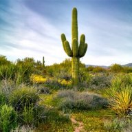 cactus
