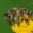 breadbee
